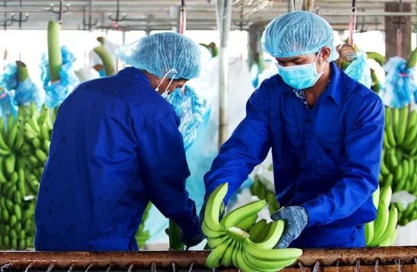 Doanh nghiệp được 'gỡ' hàng trăm tỉ đồng tiền thuế từ sửa đổi Nghị định 20