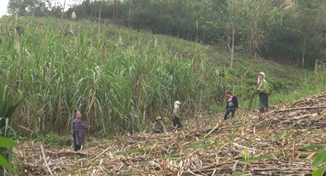 Chủ động hội nhập, doanh nghiệp đường Việt Nam cần chuẩn bị gì?